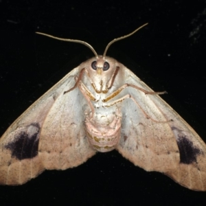 Arhodia lasiocamparia at Ainslie, ACT - 1 Feb 2020