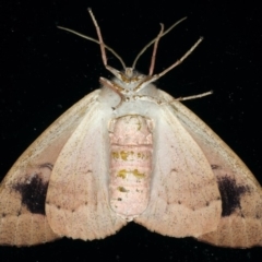 Arhodia lasiocamparia at Ainslie, ACT - 1 Feb 2020