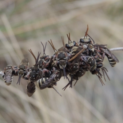 Lipotriches (Austronomia) phanerura (Halictid Bee) at Pollinator-friendly garden Conder - 21 Dec 2019 by michaelb