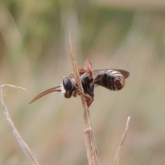 Lipotriches (Austronomia) phanerura at Conder, ACT - 22 Dec 2019