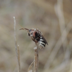 Lipotriches (Austronomia) phanerura at Conder, ACT - 22 Dec 2019