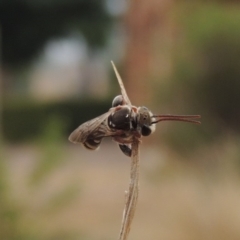 Lipotriches (Austronomia) phanerura at Conder, ACT - 22 Dec 2019