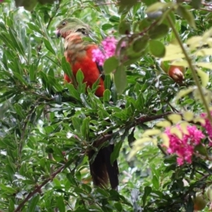 Alisterus scapularis at Hughes, ACT - 2 Feb 2020