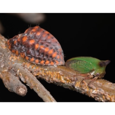 Sextius virescens (Acacia horned treehopper) at Amaroo, ACT - 25 Jan 2020 by kdm
