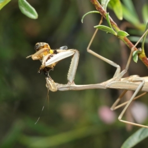 Archimantis sp. (genus) at Evatt, ACT - 3 Mar 2018