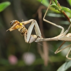 Archimantis sp. (genus) at Evatt, ACT - 3 Mar 2018