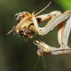 Archimantis sp. (genus) at Evatt, ACT - 3 Mar 2018