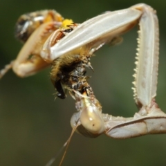 Archimantis sp. (genus) at Evatt, ACT - 3 Mar 2018