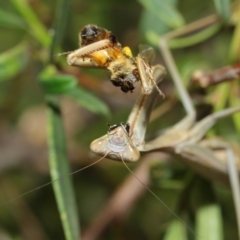 Archimantis sp. (genus) at Evatt, ACT - 3 Mar 2018