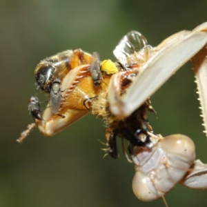 Milichiidae (family) at Evatt, ACT - 3 Mar 2018