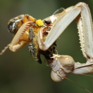 Milichiidae (family) at Evatt, ACT - 3 Mar 2018