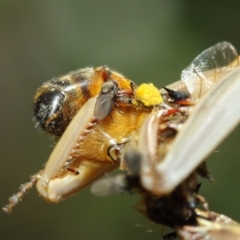 Milichiidae (family) at Evatt, ACT - 3 Mar 2018