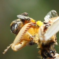 Milichiidae (family) at Evatt, ACT - 3 Mar 2018