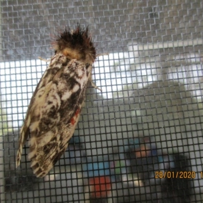 Aglaosoma variegata (A Prominent moth) at Wonboyn, NSW - 28 Jan 2020 by wickedtatz