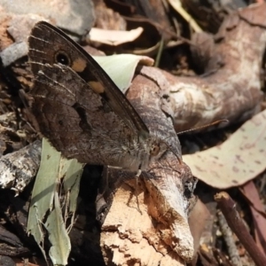 Geitoneura klugii at Hackett, ACT - 25 Jan 2020