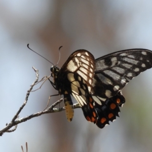 Papilio anactus at Hackett, ACT - 25 Jan 2020