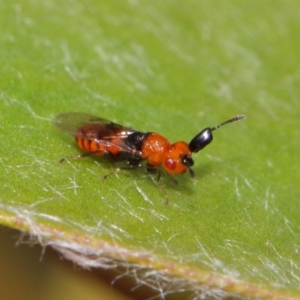 Aeschylia sp. (genus) at Evatt, ACT - 6 Dec 2016