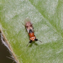 Aeschylia sp. (genus) at Evatt, ACT - 6 Dec 2016 03:10 PM