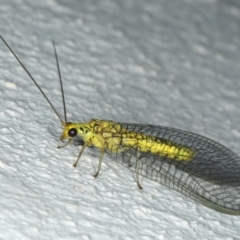 Italochrysa insignis at Ainslie, ACT - 1 Feb 2020