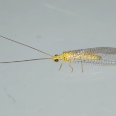 Calochrysa extranea at Ainslie, ACT - 1 Feb 2020