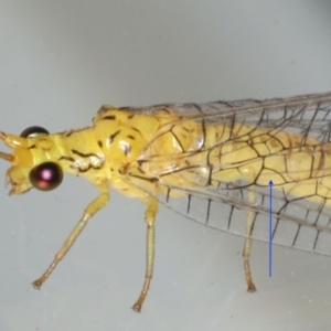 Calochrysa extranea at Ainslie, ACT - 1 Feb 2020