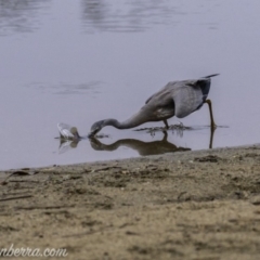 Egretta novaehollandiae (White-faced Heron) at Campbell, ACT - 18 Jan 2020 by BIrdsinCanberra