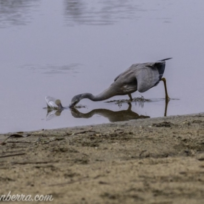 Egretta novaehollandiae (White-faced Heron) at Campbell, ACT - 19 Jan 2020 by JonSteinbeck