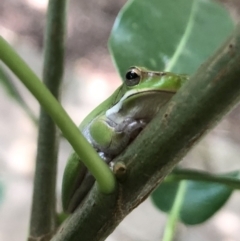 Litoria fallax at Wattamolla, NSW - 2 Feb 2020 02:18 PM