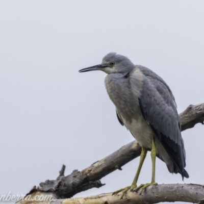 Egretta novaehollandiae (White-faced Heron) at Campbell, ACT - 19 Jan 2020 by JonSteinbeck