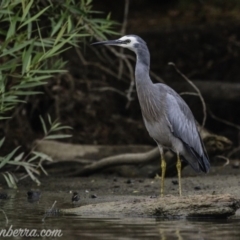 Egretta novaehollandiae (White-faced Heron) at Campbell, ACT - 19 Jan 2020 by JonSteinbeck