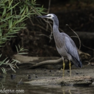 Egretta novaehollandiae at Campbell, ACT - 19 Jan 2020