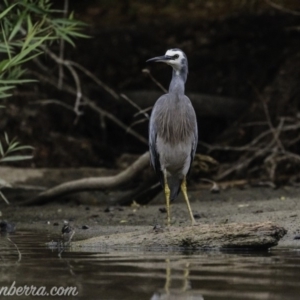 Egretta novaehollandiae at Campbell, ACT - 19 Jan 2020