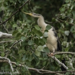 Anhinga novaehollandiae (Australasian Darter) at Campbell, ACT - 18 Jan 2020 by BIrdsinCanberra