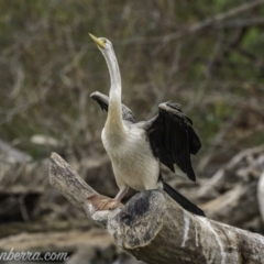 Anhinga novaehollandiae (Australasian Darter) at Kingston, ACT - 19 Jan 2020 by JonSteinbeck