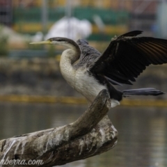 Anhinga novaehollandiae at Kingston, ACT - 19 Jan 2020