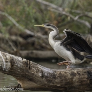 Anhinga novaehollandiae at Kingston, ACT - 19 Jan 2020