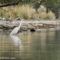 Ardea alba (Great Egret) at Barton, ACT - 18 Jan 2020 by BIrdsinCanberra