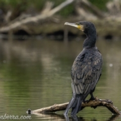 Phalacrocorax carbo (Great Cormorant) at Kingston, ACT - 19 Jan 2020 by JonSteinbeck