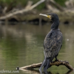 Phalacrocorax carbo (Great Cormorant) at Kingston, ACT - 19 Jan 2020 by BIrdsinCanberra