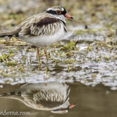 Charadrius melanops (Black-fronted Dotterel) at Kingston, ACT - 19 Jan 2020 by JonSteinbeck