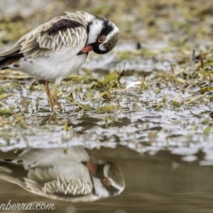 Charadrius melanops at Kingston, ACT - 19 Jan 2020 07:33 AM