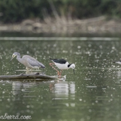 Himantopus leucocephalus (Pied Stilt) at Kingston, ACT - 18 Jan 2020 by BIrdsinCanberra