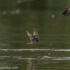 Hirundo neoxena (Welcome Swallow) at Campbell, ACT - 19 Jan 2020 by JonSteinbeck