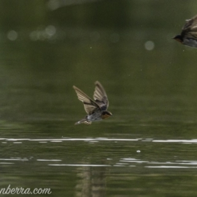 Hirundo neoxena (Welcome Swallow) at Campbell, ACT - 18 Jan 2020 by BIrdsinCanberra