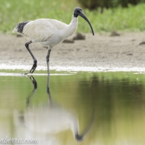 Threskiornis molucca at Campbell, ACT - 19 Jan 2020