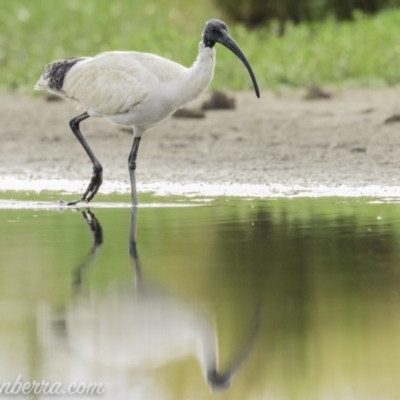 Threskiornis molucca (Australian White Ibis) at Campbell, ACT - 19 Jan 2020 by JonSteinbeck