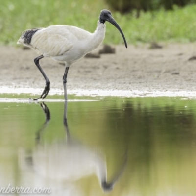 Threskiornis molucca (Australian White Ibis) at Campbell, ACT - 18 Jan 2020 by BIrdsinCanberra