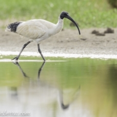 Threskiornis molucca at Campbell, ACT - 19 Jan 2020