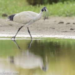 Threskiornis molucca at Campbell, ACT - 19 Jan 2020