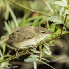 Acrocephalus australis (Australian Reed-Warbler) at Campbell, ACT - 19 Jan 2020 by JonSteinbeck